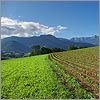 Photographies du Béarn au mois de juin  2010