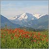 Mai 07 · Le Gabizos aux coquelicots - Beuste · © stockli